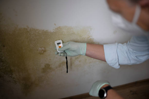 Best Black Mold Removal  in Oakwood, GA